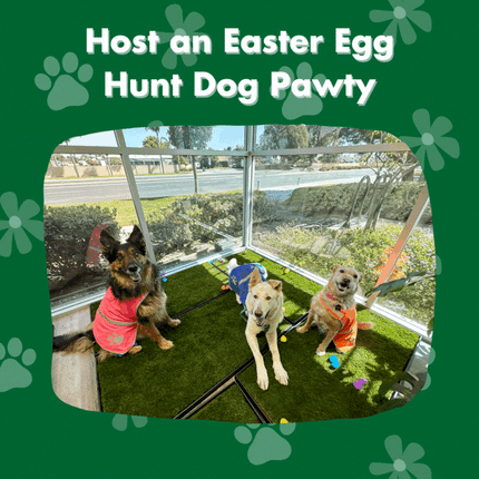 Host an Easter Egg Hunt Dog Pawty, german shepherd and irish terrier dogs posing on real grass training pads