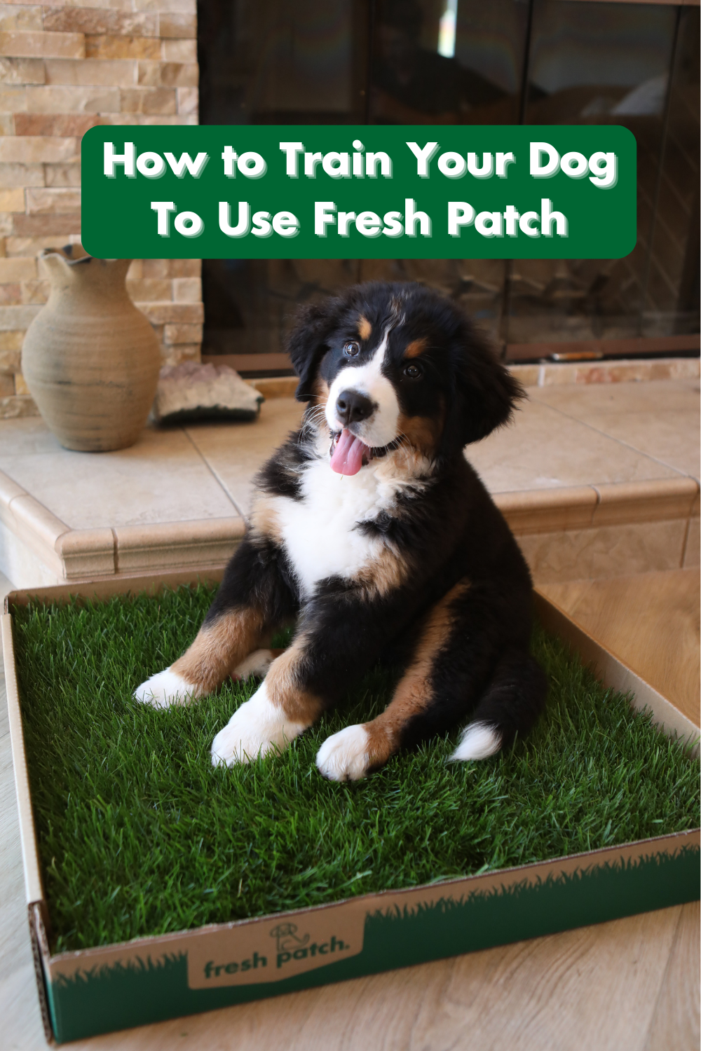 Bernese Mountain Dog Puppy sitting on Fresh Patch real Grass puppy potty training pad