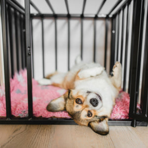 Turning a crate into a cosy den for your dog