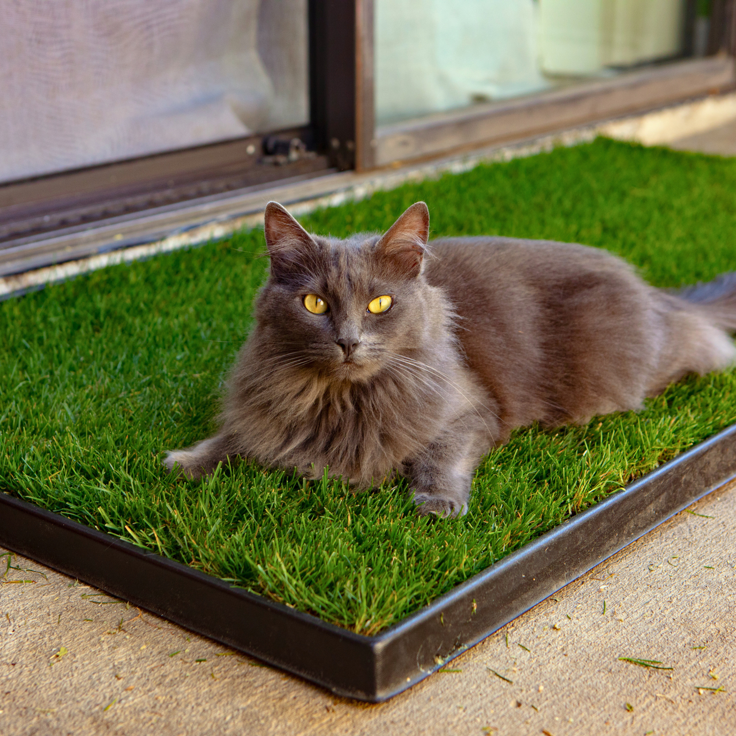 Gray cat on a grass patch in a black tray outside a glass door