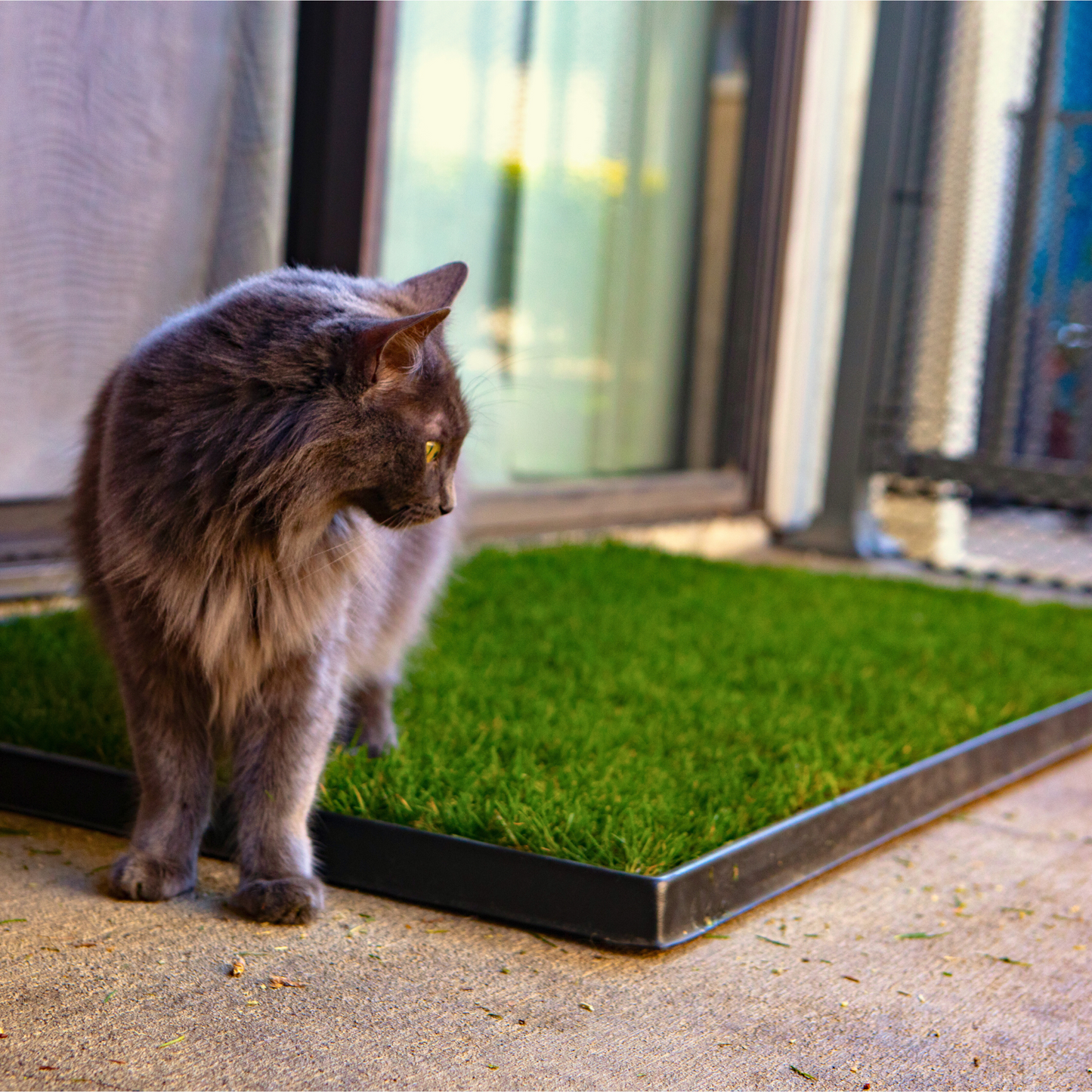 Cat standing on a patch of grass on a black tray in front of a glass door.