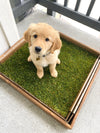 Small Golden Retriever Puppy on Large Fresh Patch Dog Potty Grass with Wood Sleeve