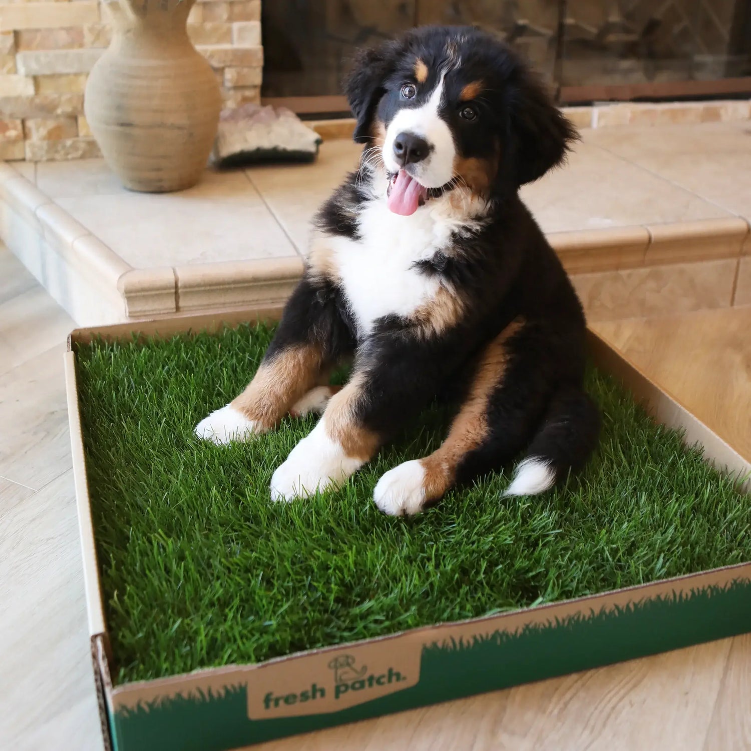 Bernese Mountain dog puppy sitting on a large fresh patch inside a cardboard box in front of a fireplace