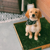 Golden Retriever Puppy on Grass Dog Potty Patch