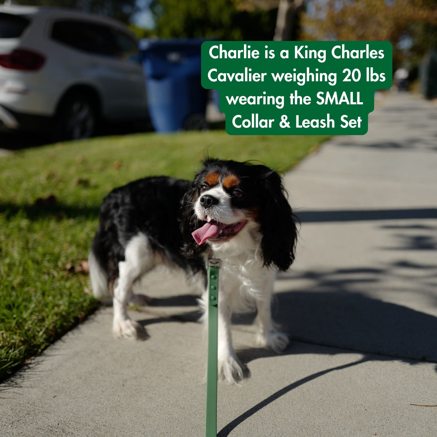 Front view of dog on leash with text 'Charlie is a King Charles Cavalier weighing 20 lbs wearing the Small Collar & Leash Set'