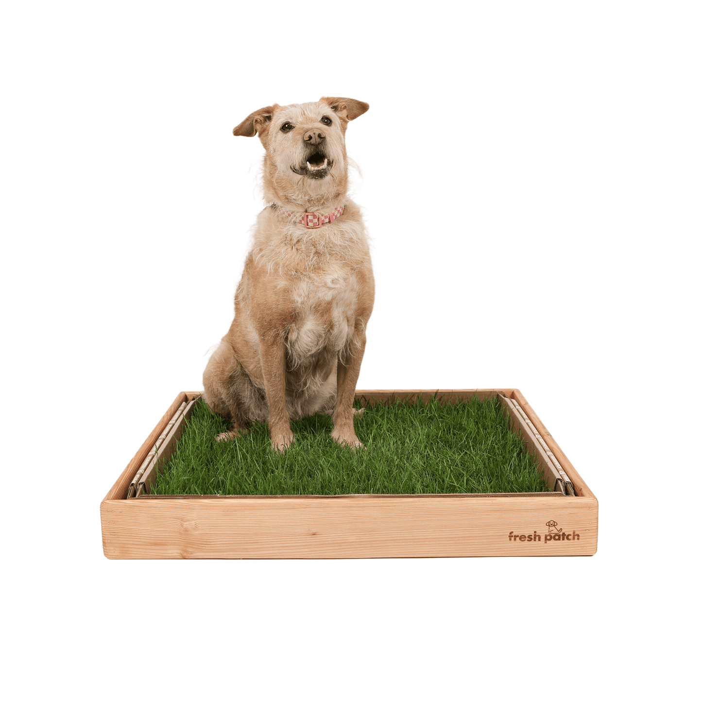 Border Collie Mixed Dog on Fresh Patch Grass with Light Wood Sleeve