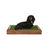Mini Dachshund on a Fresh Patch Dog Potty Pad Grass with Dark Wood Sleeve