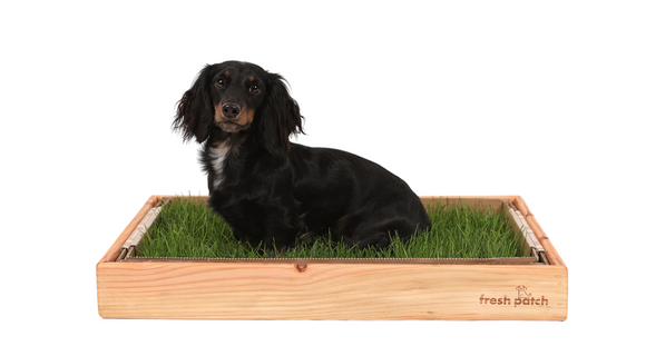 Mini Dachshund on Fresh Patch Standard Puppy Pack in Pine