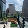 Golden Doodle on XL Grass Potty Pad on New York City Penthouse with City View