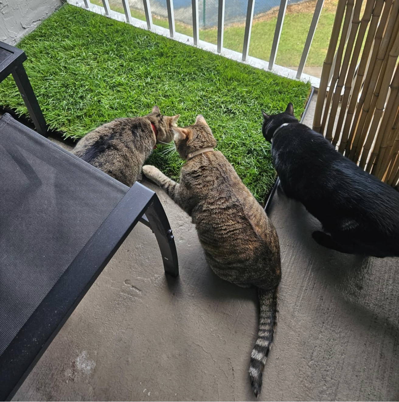 3 cats sniffing green grass patch on balcony
