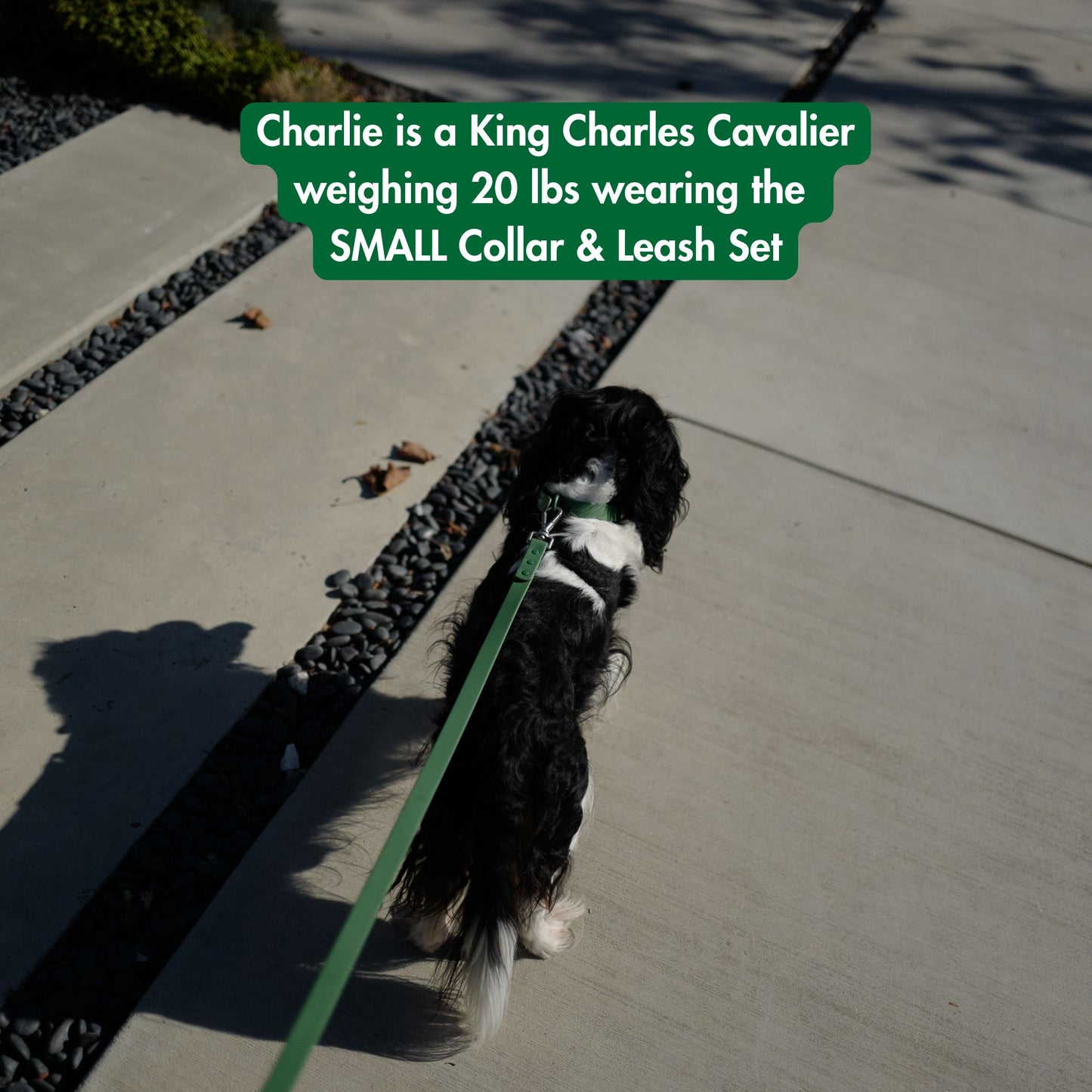 dog on leash with text 'Charlie is a King Charles Cavalier weighing 20 lbs wearing the Small Collar & Leash Set'