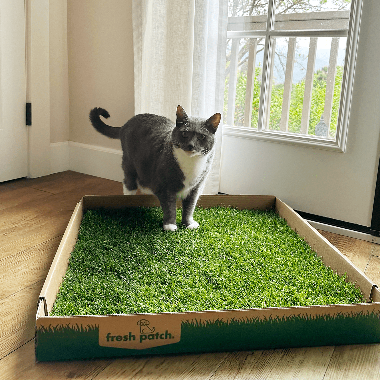 Fresh Patch Cat (Large) Pet Grass Pad, 24 x 24 inches in size