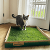 Short Haired Grey and white Cat on Fresh Grass Kitty Litter Alternative