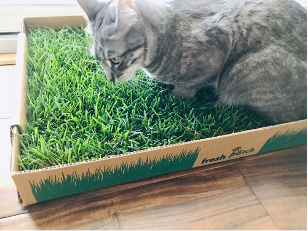 A cat interacting with a green grass patch inside cardboard box indoors