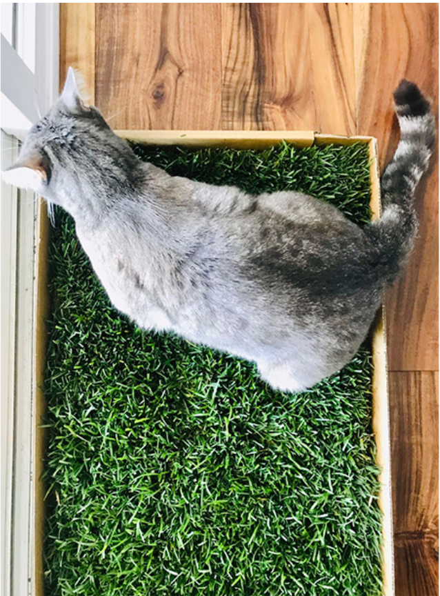Top view of cat on grass patch inside cardboard box indoors