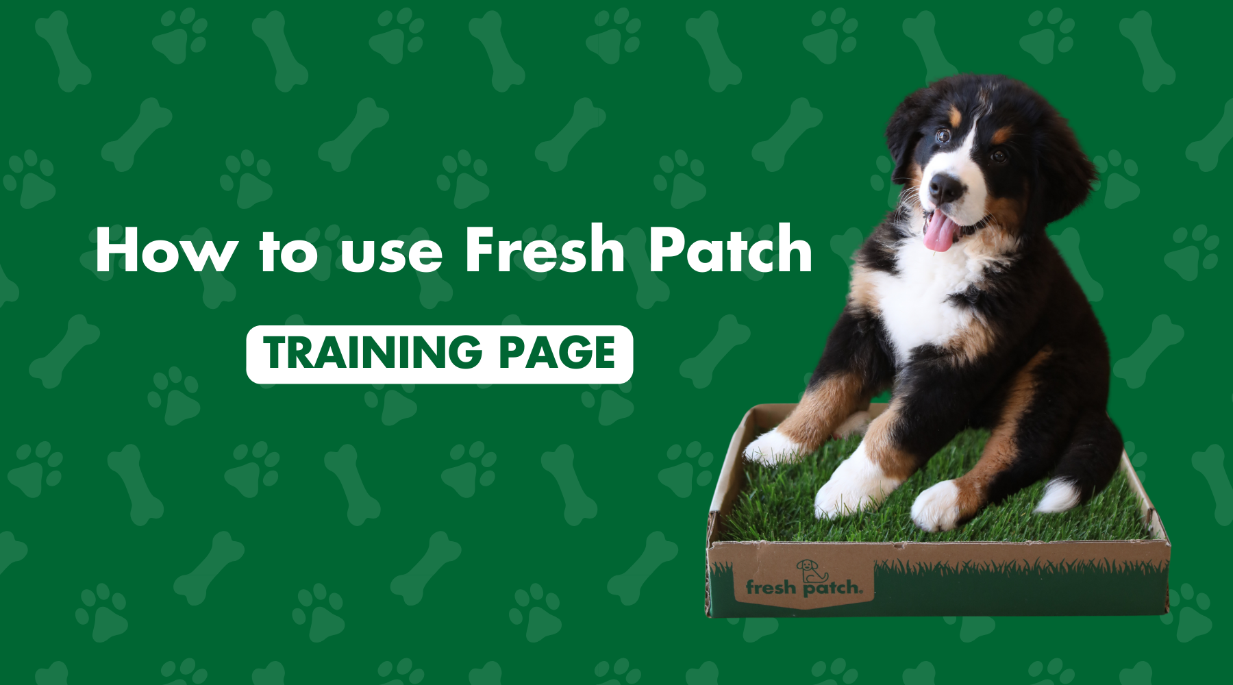 Bernese Mountain dog puppy sitting on a fresh patch with text to the left 'How to use Fresh Patch Training Page'