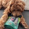 Golden Doodle Puppy chewing Fresh Patch Chicken Training Treats Bag