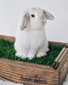 White Bunny on Grass with Wood Sleeve