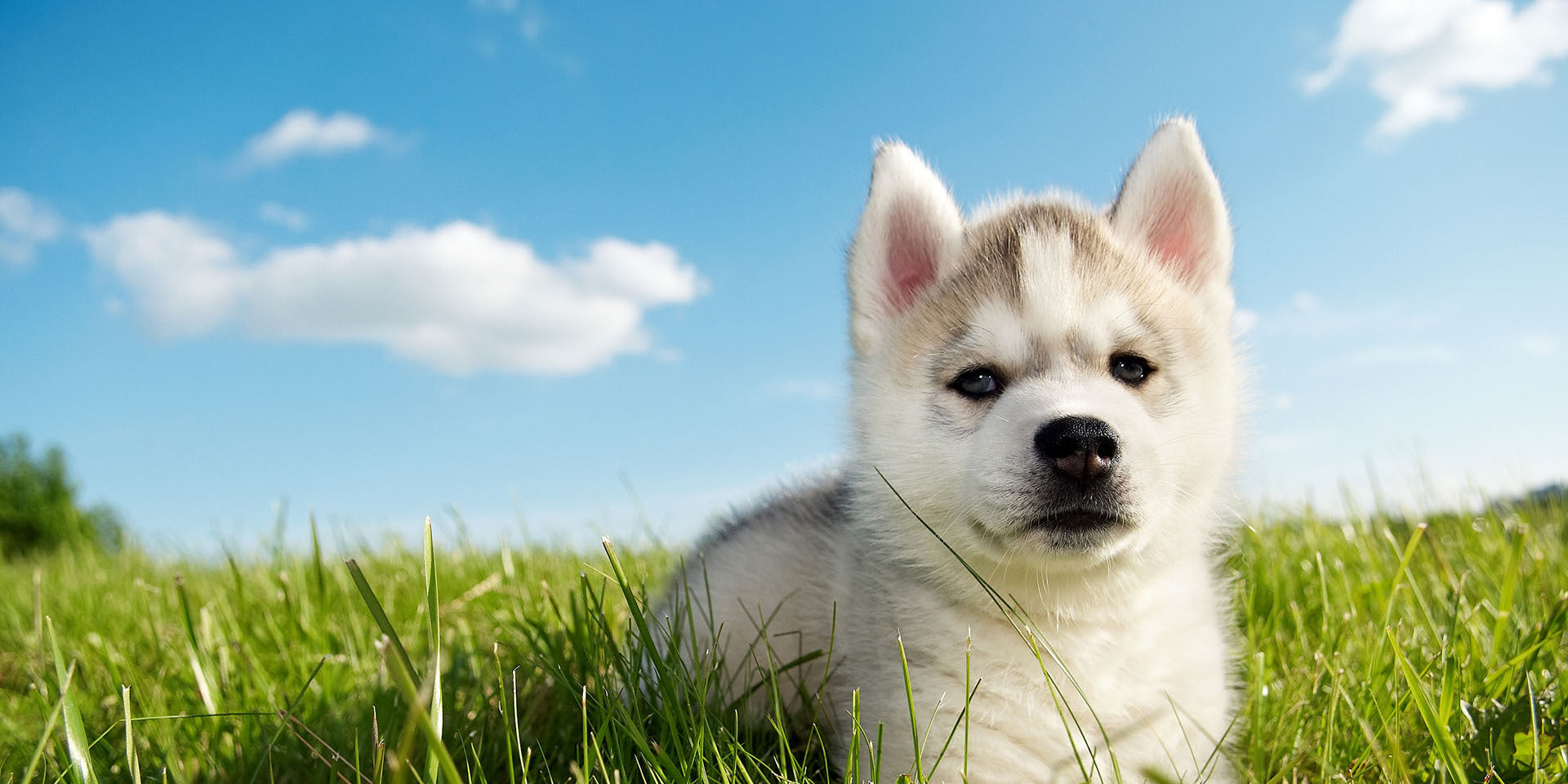 husky puppy sitting outside on grass with blue sky