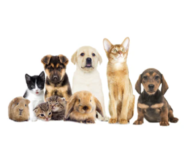 Puppies, kittens, and small pets next to each other