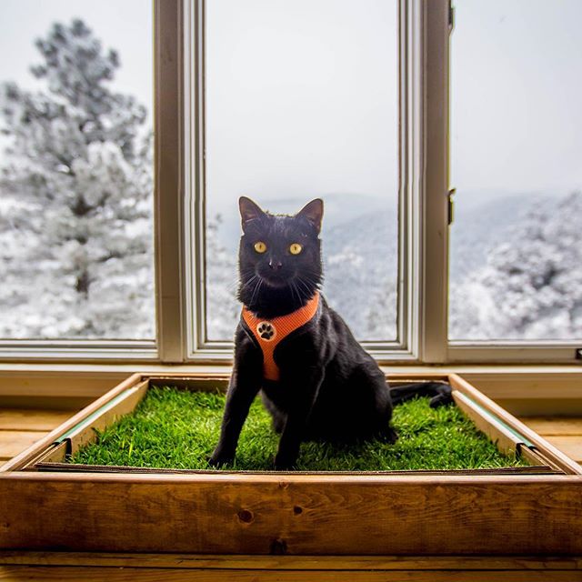 simon the cat
