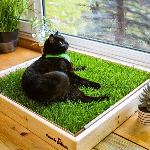 grass plants for indoor cats Kitty Pack