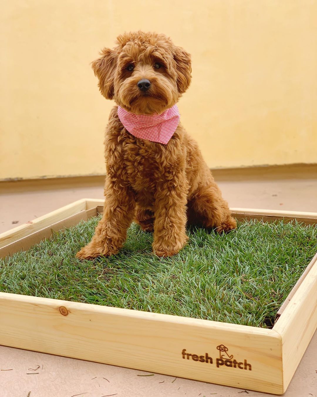 Golden Doodle wearing Bandana on Real Grass with Wood Sleeve in Pine