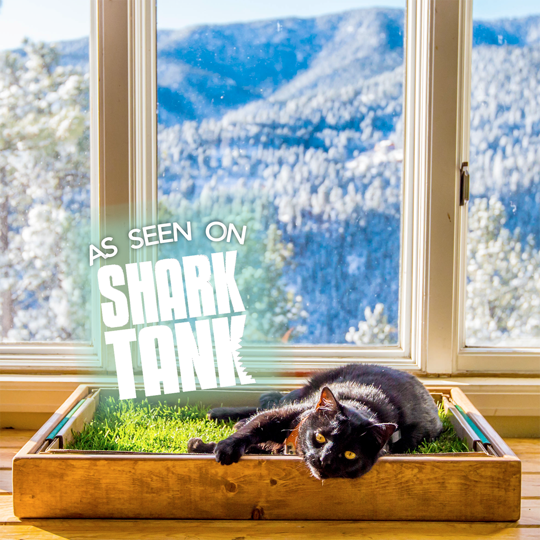 Black Kitty on a Fresh Patch Grass with wood sleeve and window mountain view