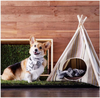 Small dog with Grass Patch next to Tee pee