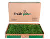 Fresh Patch Standard Grass For Cats