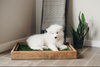 White Puppy on a Grass Patch with Wood Sleeve inside the house