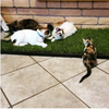 Multiple Cats on XL Fresh Patch Grass in Patio