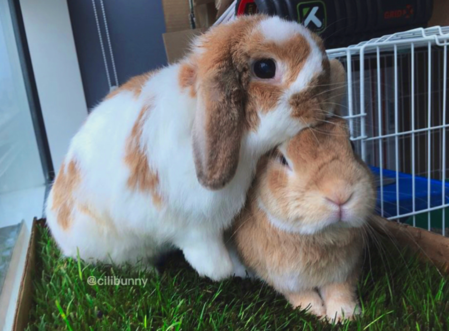 Two White and Orange Bunnies on Fresh Patch Grass