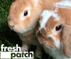 2 Bunnies on Farm Fresh Grass