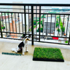 Small Puppy next to Dog Grass potty on high rise apartment  with city view