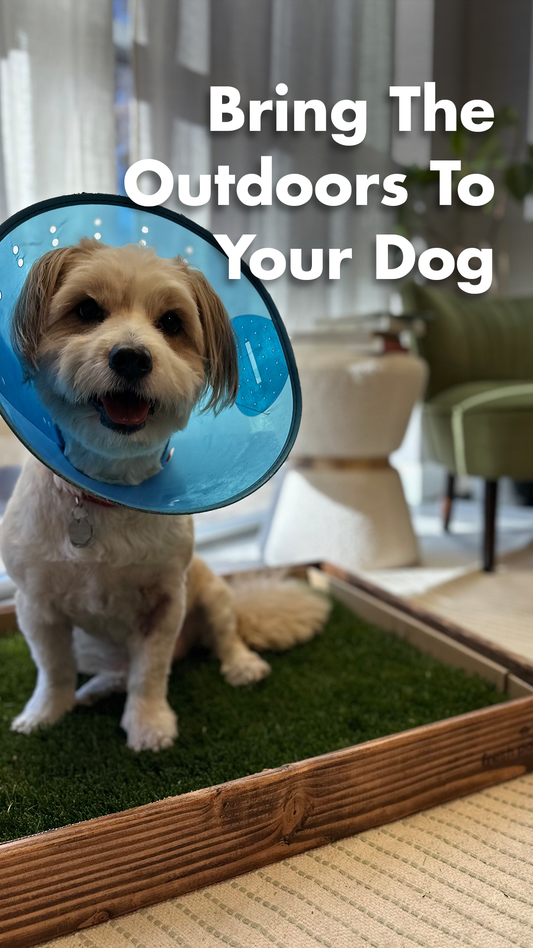 A small, light-colored dog wearing a blue protective recovery cone sits on an indoor patch of real grass in a wooden frame. Bold white text reads, "Bring The Outdoors To Your Dog."