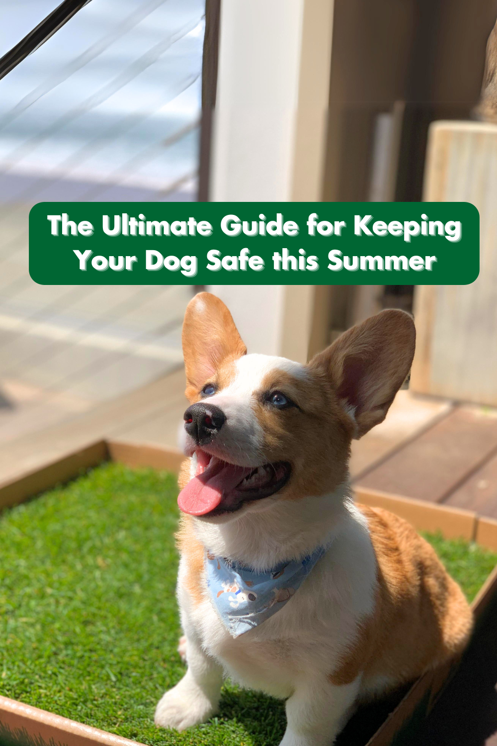 Corgi Puppy in Sun on Fresh Patch Dog Grass Potty Pad