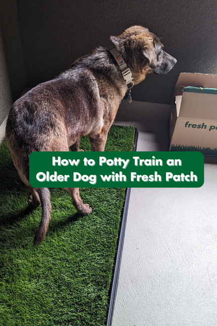 How to Potty Train Older Dogs to Use Fresh Patch