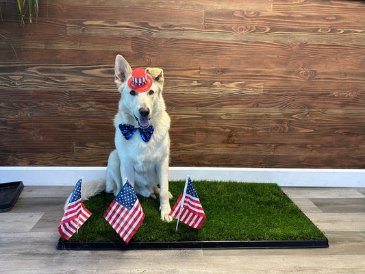 Preparing Your Dog for 4th of July