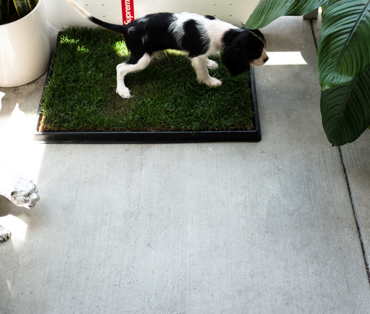 5-Tips for Living in a City w/ your Furry Companion