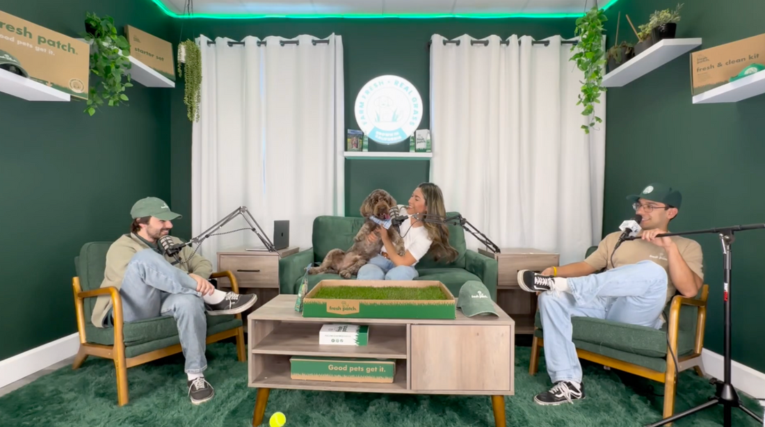A green podcast studio with three people on microphones around a coffee table with a grass pet pad, while the center guest holds a small brown dog.