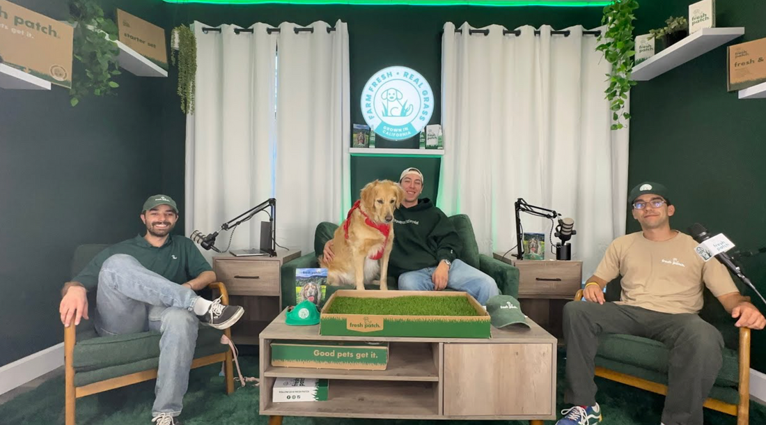 Three people seated in a podcast studio with a golden retriever wearing a red bandana, gathered around a Fresh Patch grass setup on a coffee table.