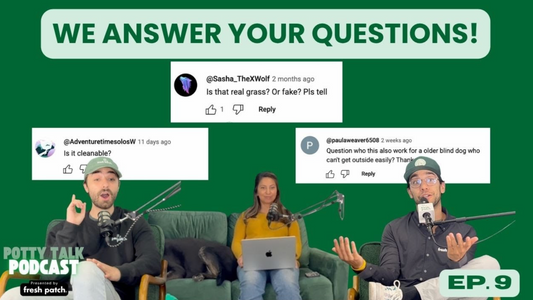 Three podcast hosts sit in a green studio answering viewer questions displayed on screen about real grass dog pads, cleaning, and use for older dogs.