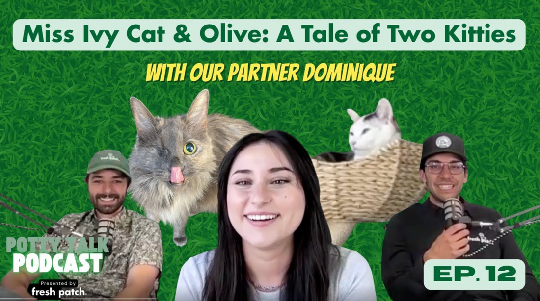 Thumbnail with a smiling woman, two hosts with microphones, and two cats in the background. Text reads “Miss Ivy Cat & Olive: A Tale of Two Kitties,” “With our partner Dominique,” and “Ep. 12.”