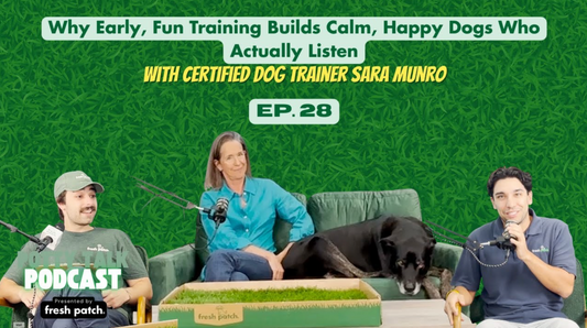 A thumbnail for Potty Talk Podcast Episode 28 featuring two hosts, dog trainer Sara Munro, and a large dog on a couch, with text about how early, fun training builds calm dogs.