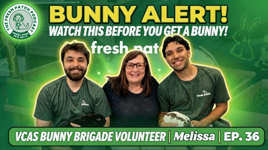 A thumbnail for The Fresh Patch Podcast Episode 36 featuring two hosts and guest Melissa holding bunnies, with text reading "BUNNY ALERT! WATCH THIS BEFORE YOU GET A BUNNY!"