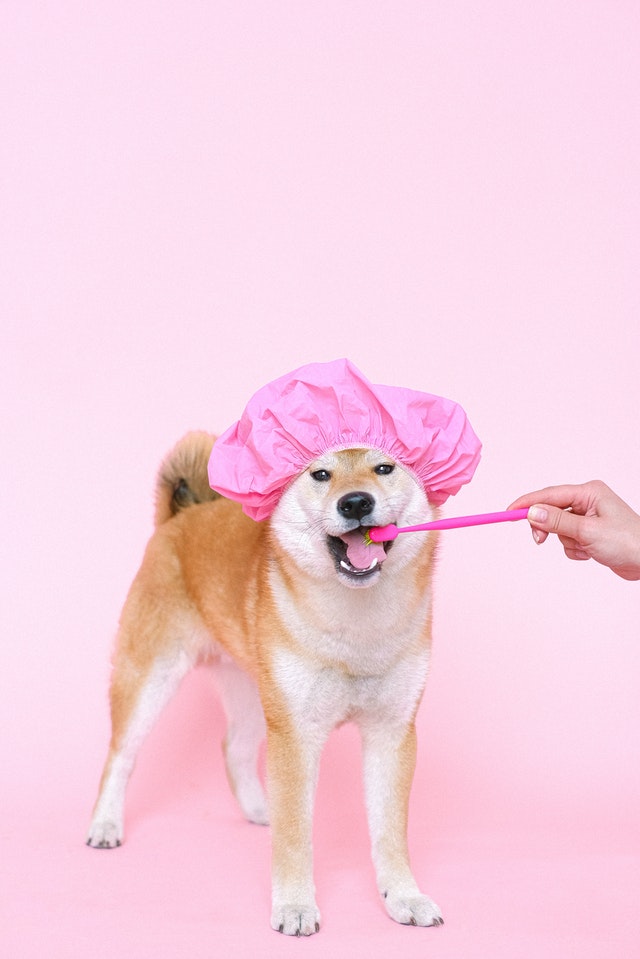 At-Home Grooming Tips