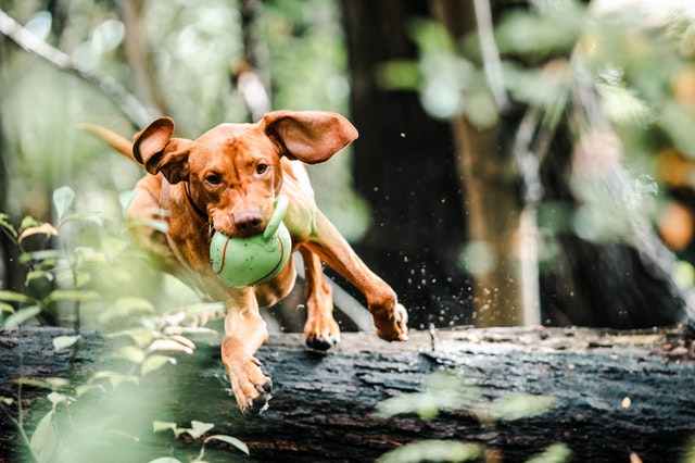 Best Toys for Different Types of Dogs