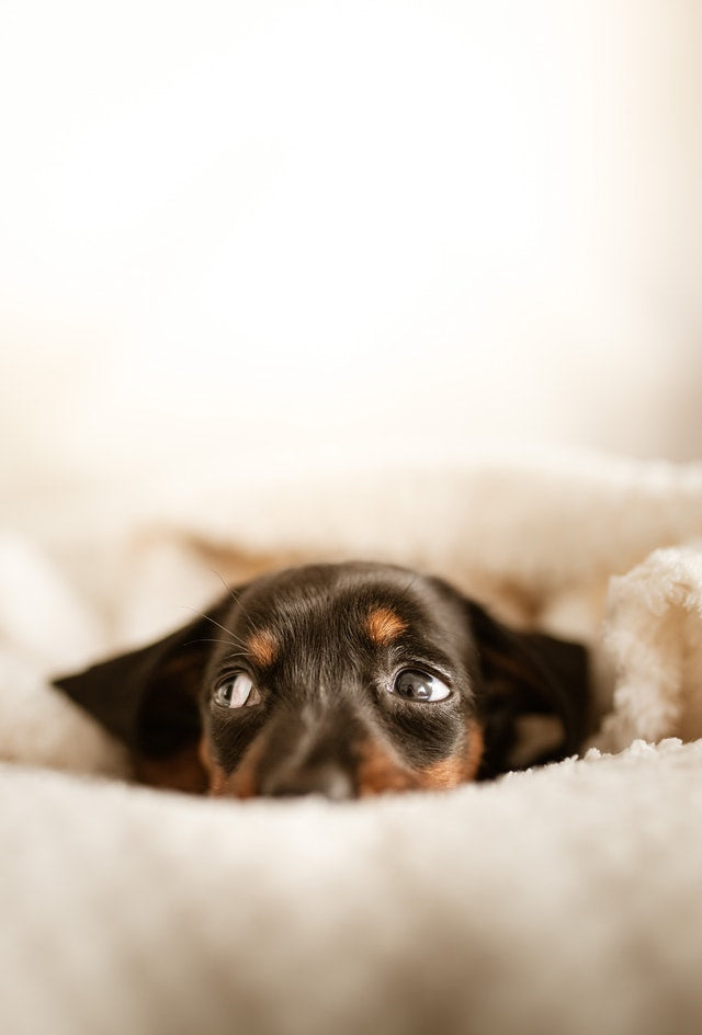 Best Pet Cleaning Products