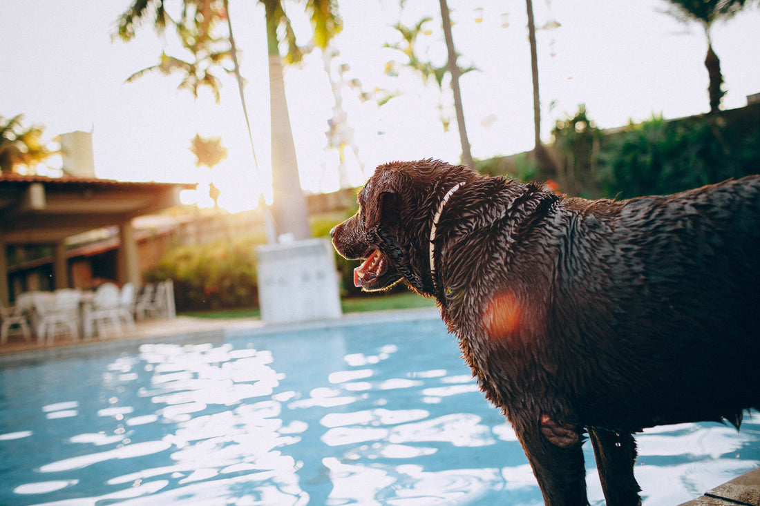 Pool Safety for Dogs